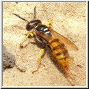 Philanthus triangulum - Bienenwolf w03.jpg